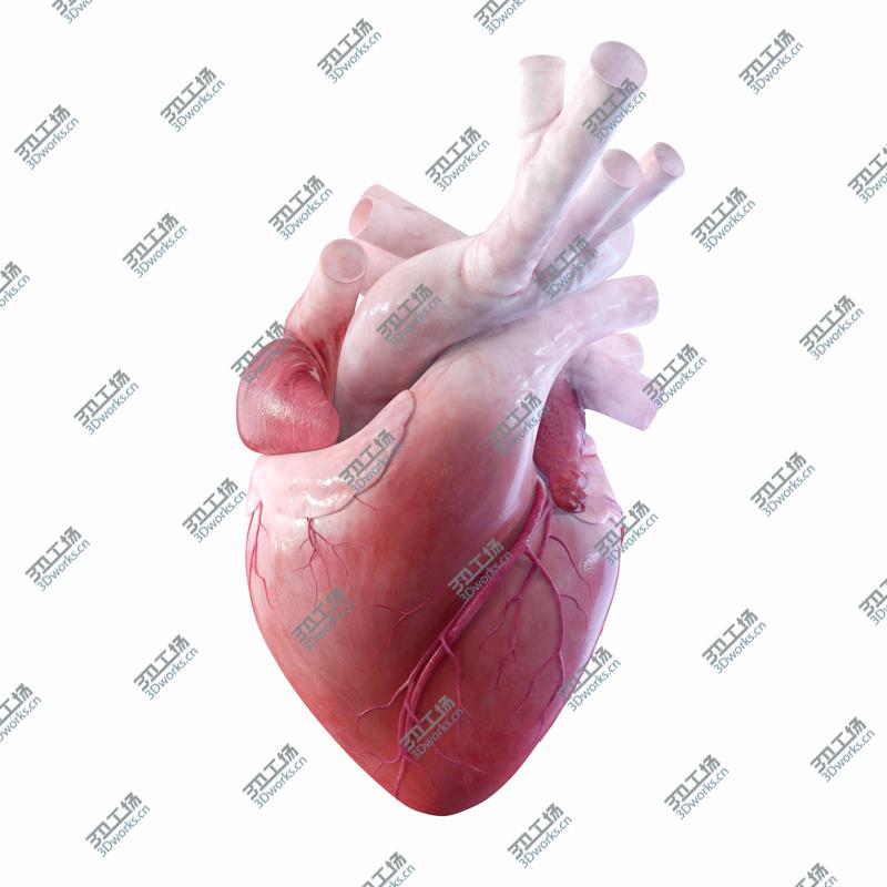 images/goods_img/202104091/3D 8k Human Heart Rigged model/4.jpg